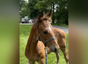 Deutsches Reitpferd, Hengst, Fohlen (06/2023), Brauner