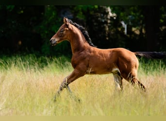 Deutsches Reitpferd, Hengst, , Brauner