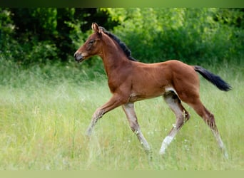 Deutsches Reitpferd, Hengst, , Brauner