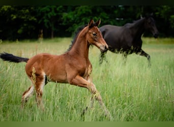 Deutsches Reitpferd, Hengst, , Brauner