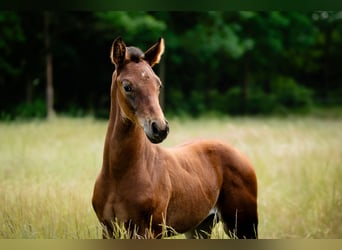 Deutsches Reitpferd, Hengst, , Brauner