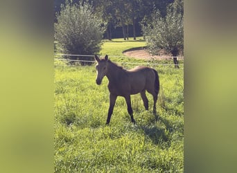 Deutsches Reitpferd, Hengst, Fohlen (05/2026), Buckskin