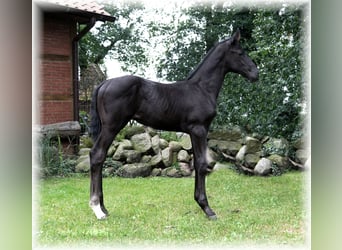 Deutsches Reitpferd, Hengst, Fohlen (01/2025)