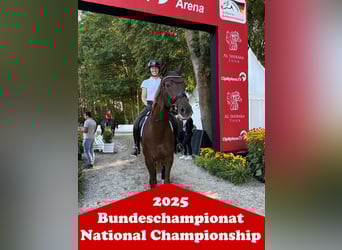 Deutsches Reitpferd, Hengst, Fohlen (01/2025)