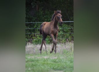 Deutsches Reitpferd, Hengst, Fohlen (05/2025), Dunkelbrauner