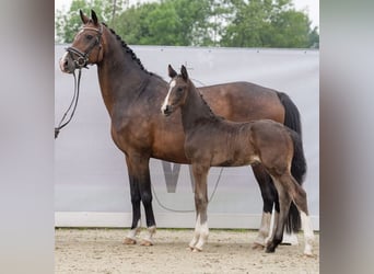 Deutsches Reitpferd, Hengst, Fohlen (04/2024), Dunkelbrauner