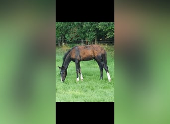 Deutsches Reitpferd, Hengst, Fohlen (04/2024), Dunkelbrauner