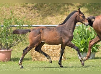 Deutsches Reitpferd, Hengst, Fohlen (03/2025), Dunkelbrauner