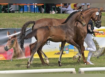 Deutsches Reitpferd, Hengst, Fohlen (03/2025), Dunkelbrauner