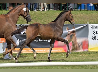Deutsches Reitpferd, Hengst, Fohlen (03/2025), Dunkelbrauner
