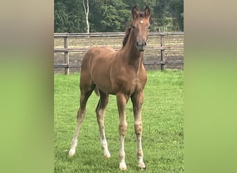 Deutsches Reitpferd, Hengst, Fohlen (06/2026), Fuchs