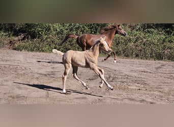 Deutsches Reitpferd, Hengst, , Palomino
