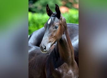Deutsches Reitpferd, Hengst, Fohlen (03/2025), Rappe