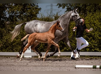 Deutsches Reitpferd, Hengst, Fohlen (06/2026), Schimmel
