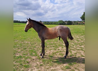 Deutsches Reitpferd, Hengst, Fohlen (04/2024), Schimmel