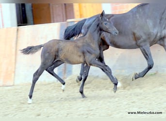 Deutsches Reitpferd, Hengst, Fohlen (04/2023), Schwarzbrauner