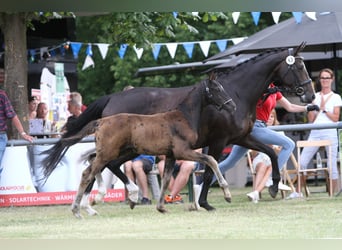 Deutsches Reitpferd, Hengst, , Schwarzbrauner