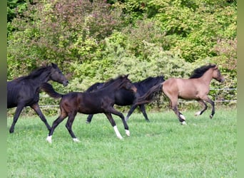 Deutsches Reitpferd, Hengst, Fohlen (04/2025), Schwarzbrauner