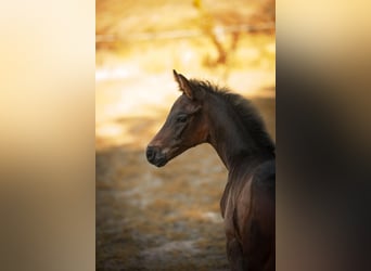 Deutsches Reitpferd, Hengst, Fohlen (04/2025), Schwarzbrauner