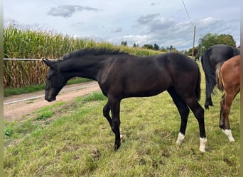 Deutsches Reitpferd, Hengst, Fohlen (04/2025), Schwarzbrauner
