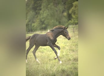 Deutsches Reitpferd, Hengst, Fohlen (04/2025), Schwarzbrauner