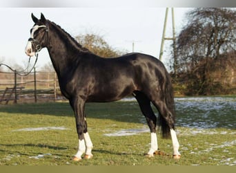 Deutsches Reitpferd, Hengst, 11 Jahre, 156 cm, Rappe