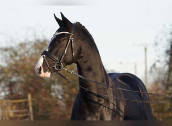 Deutsches Reitpferd, Hengst, 11 Jahre, 156 cm, Rappe