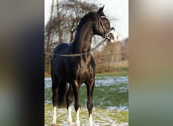 Deutsches Reitpferd, Hengst, 11 Jahre, 156 cm, Rappe