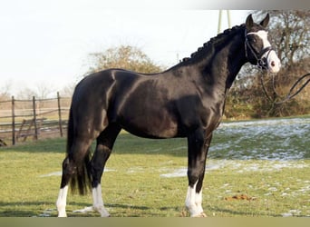 Deutsches Reitpferd, Hengst, 11 Jahre, 156 cm, Rappe