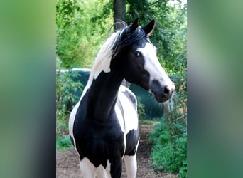 Deutsches Reitpferd, Hengst, 4 Jahre, 175 cm, Tobiano-alle-Farben
