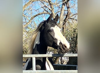 Deutsches Reitpferd, Hengst, 4 Jahre, 175 cm, Tobiano-alle-Farben