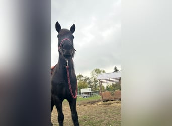 Deutsches Reitpferd Mix, Stute, 10 Jahre, 140 cm, Brauner