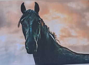Deutsches Reitpferd, Stute, 10 Jahre, 150 cm