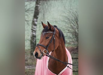 Deutsches Reitpferd, Stute, 10 Jahre, 159 cm, Brauner