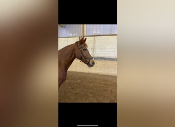 Deutsches Reitpferd, Stute, 10 Jahre, 160 cm, Fuchs