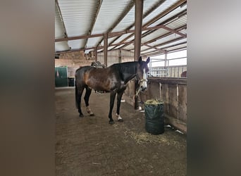 Deutsches Reitpferd, Stute, 10 Jahre, 164 cm, Brauner