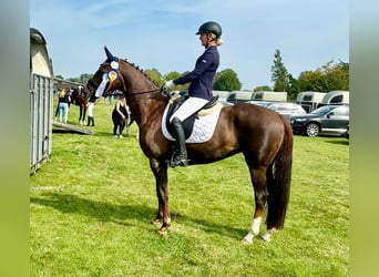 Deutsches Reitpferd, Stute, 10 Jahre, 164 cm, Dunkelfuchs