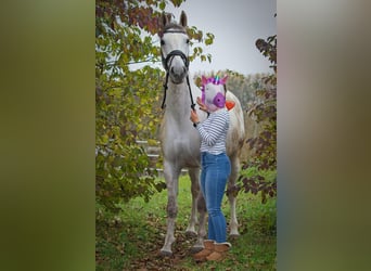 Deutsches Reitpferd, Stute, 10 Jahre, 164 cm, Schimmel