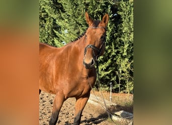 Deutsches Reitpferd, Stute, 10 Jahre, 168 cm, Brauner