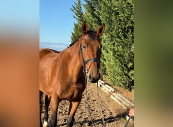 Deutsches Reitpferd, Stute, 10 Jahre, 168 cm, Brauner