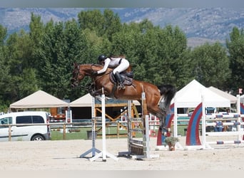 Deutsches Reitpferd, Stute, 10 Jahre, 168 cm, Brauner