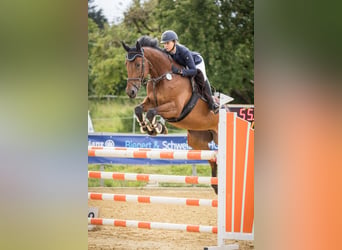 Deutsches Reitpferd, Stute, 10 Jahre, 168 cm, Brauner