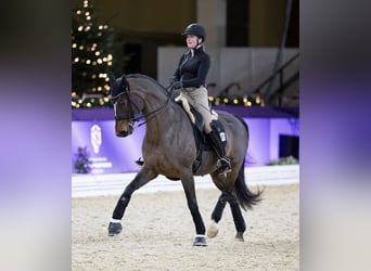 Deutsches Reitpferd, Stute, 10 Jahre, 168 cm, Dunkelbrauner