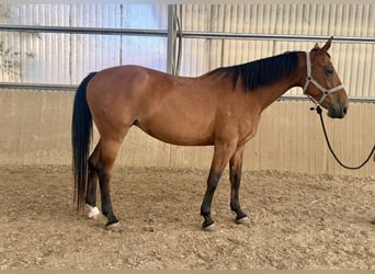 Deutsches Reitpferd, Stute, 10 Jahre, 168 cm, Dunkelbrauner