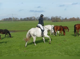 Deutsches Reitpferd, Stute, 10 Jahre, 168 cm, Schimmel