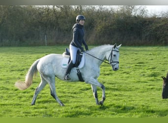 Deutsches Reitpferd, Stute, 10 Jahre, 168 cm, Schimmel