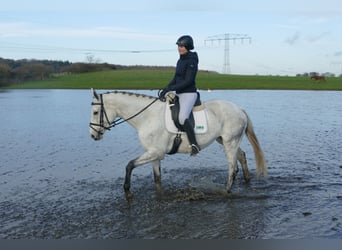 Deutsches Reitpferd, Stute, 10 Jahre, 168 cm, Schimmel