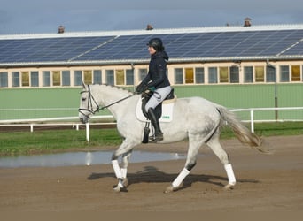 Deutsches Reitpferd, Stute, 10 Jahre, 168 cm, Schimmel