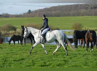 Deutsches Reitpferd, Stute, 10 Jahre, 168 cm, Schimmel