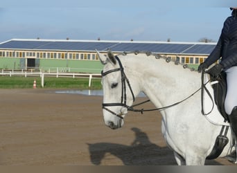 Deutsches Reitpferd, Stute, 10 Jahre, 168 cm, Schimmel